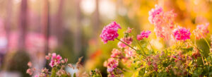 Colored Flowers