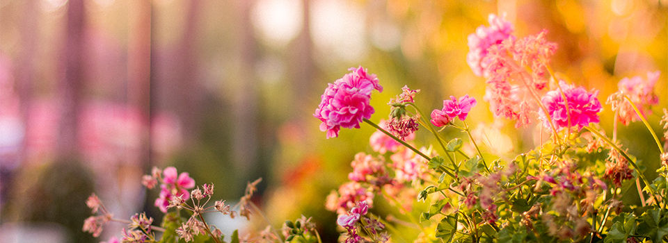 Colored Flowers