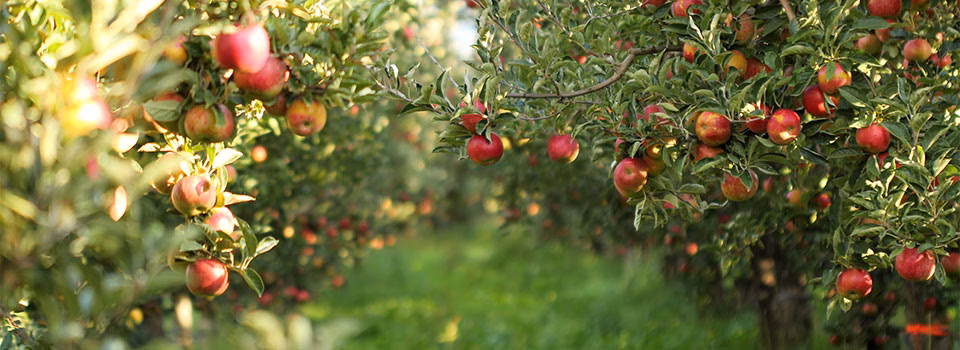 Apple Tree