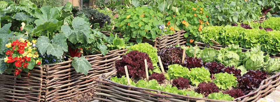 A garden put together